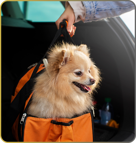 Pet transportation service